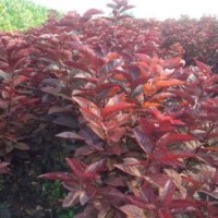 三公分紫葉李樹苗，出售紫葉李小苗，紫葉李速成苗廠家