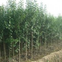 江蘇南京8公分高桿女貞價格高桿女貞產(chǎn)地高桿女貞小苗報價