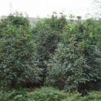 提供桂花價(jià)格 獨(dú)桿3公分4公分5公分6公分桂花報(bào)價(jià)