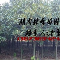 廣玉蘭|廣玉蘭價格|5-8公分廣玉蘭價格