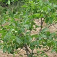 1米核桃苗大量出售、1米核桃苗大量低價(jià)優(yōu)惠供應(yīng)