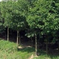 3公分大葉女貞出售、大量低價(jià)大葉女貞優(yōu)惠供應(yīng)