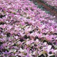 國色天香桂 國色天香五彩桂 國色天香桂花