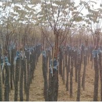 2，3,4的國槐 8，9,10,11的香花槐20左右的垂柳12的速生柳