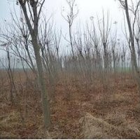 農(nóng)戶直銷欒樹價格 5公分8公分15公分12公分欒樹價格 南京欒樹價格