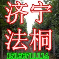 3公分速生法桐樹批發(fā)價格行情(圖)