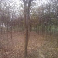 現(xiàn)在白櫸樹產(chǎn)地報價櫸樹價格信息