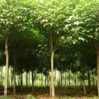 現(xiàn)在13公分重陽木報(bào)價(jià)四川重陽木產(chǎn)地