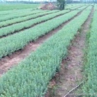 5米籽播雪松一級苗價格雪松產(chǎn)地供應信息