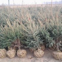 甘肅云杉基地供應(yīng)價格