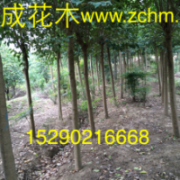 2公分河南大葉女貞批發(fā)價(jià)格