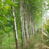 梧桐樹產(chǎn)地.梧桐樹價格.12公分梧桐樹報價