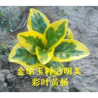 似金玉錦繡的彩葉黃楊