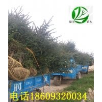 甘肅云杉1米2米3米青杄云杉