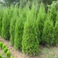 供應(yīng)綠化苗木-工程苗木、色塊苗、蜀檜、檜柏、圓柏、刺柏