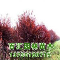 天目瓊花基地|河北百匯苗木報(bào)價(jià)