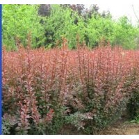 批發(fā)紅葉小波 紅葉小檗苗 紅葉小檗 紅葉小記