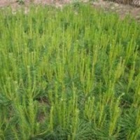 出售50公分油松60公分-1.5米油松苗邵家莊苗木基地