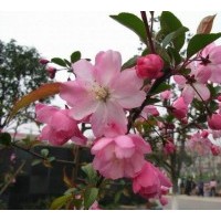 山西哪里有西府海棠苗