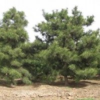 提供油松基地油松規(guī)格齊全油松質(zhì)優(yōu)價廉