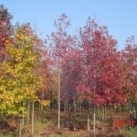 精品楓香供應(yīng) 10公分楓香價格 楓香