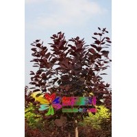 河南名品彩葉紫葉紅櫨