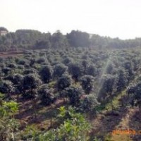 現(xiàn)在桂花價格，1米2米3米冠桂花價格 南京桂花