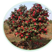 各規(guī)格、各品種嫁接茶花供應(yīng)