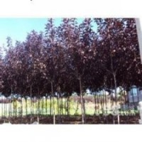 個(gè)人苗圃出售綠化樹(shù)