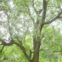 供應(yīng)20公分黃連木銷售價(jià)格