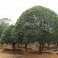 供應(yīng)益陽8公分移栽桂花樹，10公分精品桂花樹，12公分全冠桂花樹