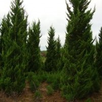 當(dāng)年龍柏小苗價(jià)格5米精品龍柏出售