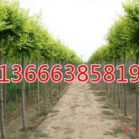 優(yōu)質毛白楊，100％成活率，價格優(yōu)惠