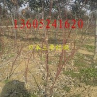 日本三季紅紅楓苗