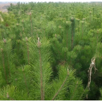 供應(yīng)1.5米油松大田苗