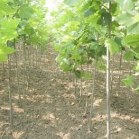 專供山西：速生法桐，法桐苗，法桐扦插