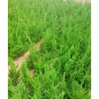 最新直銷30高小龍柏價(jià)格、40高龍柏圖片、50高龍柏基地