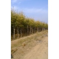 河北保定大量供應5-15公分金葉榆
