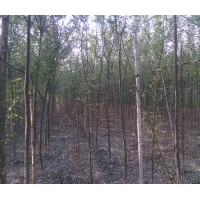 大量出售.法桐白蠟.國(guó)槐