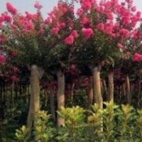 提供5公分6公分紫薇價(jià)格 紫薇基地