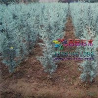 長期供應藍冰柏河南名品彩葉苗木