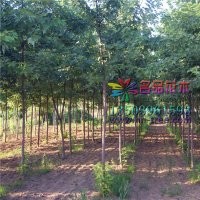 哪里有銀白槭質(zhì)量好價格低