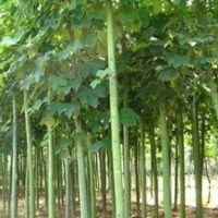 精品青桐價格提供 12公分青桐價格