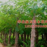 河北苗木金葉榆,國(guó)槐,法桐