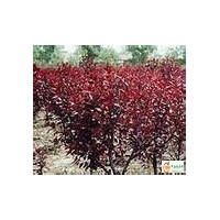 供應(yīng)紫葉矮櫻