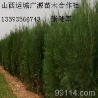 2、3米側(cè)柏大量低價(jià)優(yōu)惠供應(yīng)