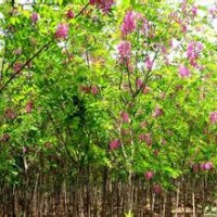 供應(yīng)香花槐苗=香花槐價(jià)格=香花槐批發(fā)