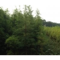 落羽杉/水杉/池杉小苗供應(yīng)