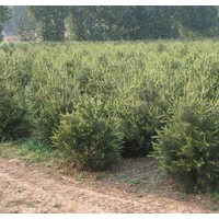 50公分華山松大量出售、大量低價(jià)供應(yīng)華山松