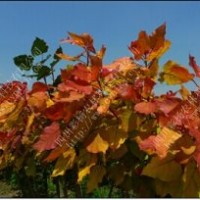 正品“紅霞楊”Ⅰ號（金紅楊）彩葉植物彩楊彩色植物全紅楊紅葉楊